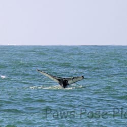Whale Watching Tour By The Virginia Aquarium 12 Photos 10 Photo Of Whale Watching Tour By The Virginia Aquarium Beach Va United
