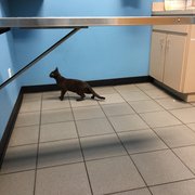 All In One Pet Parlor Sitting 2504 Walden Woods Dr Plant Animal Clinic At Southside
