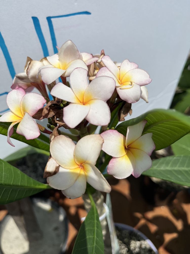 Jungle Jack's Palms, Plumerias & More