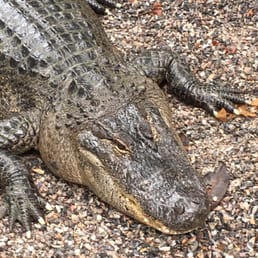 Arkansas Alligator Farm & Petting Zoo - 38 Photos & 16 Reviews - Farms