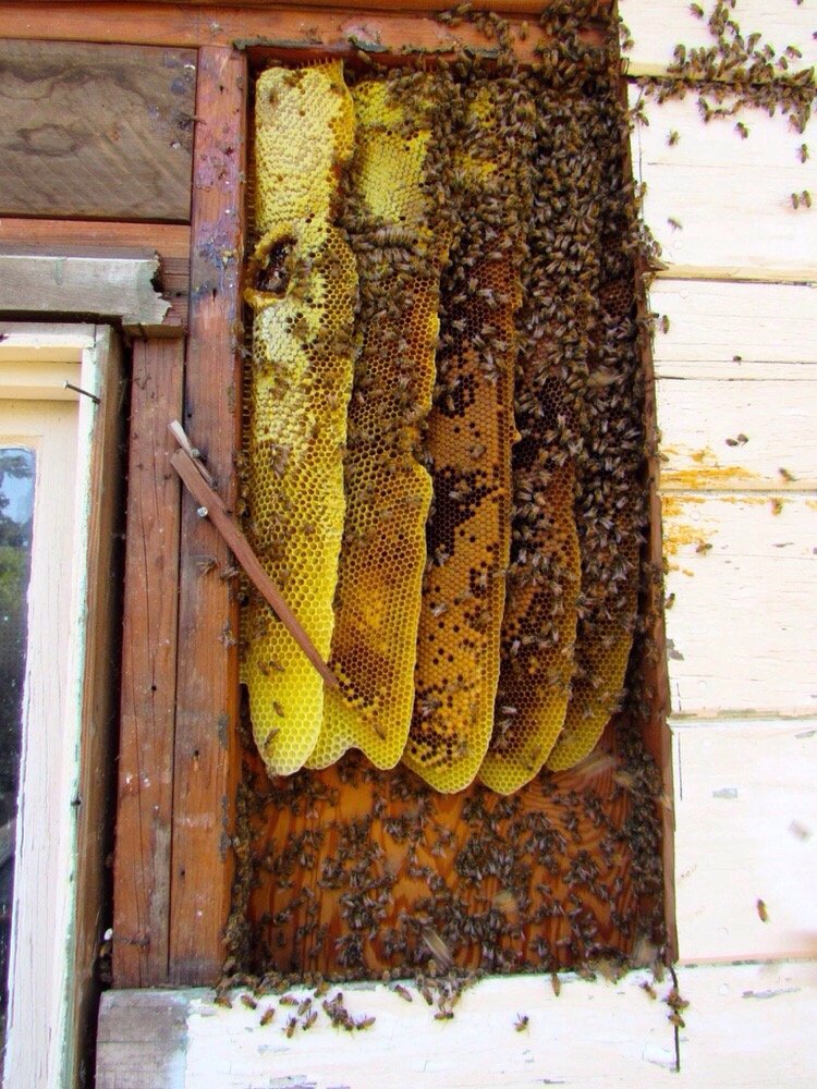Encinitas Bee Removal