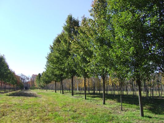 Central Nurseries Tree Farm Whole Distrubution Center Get Photo Of Central Nurseries Tree Farm Whole Distrubution Center Chepachet Ri United