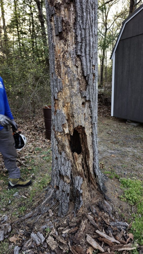 North Raleigh Tree Service