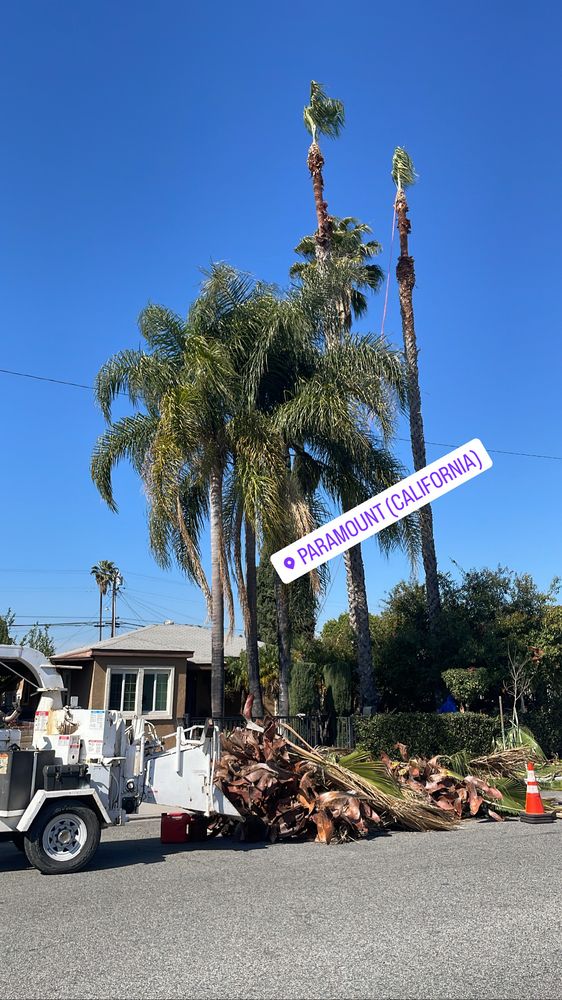 Medina’s tree service 