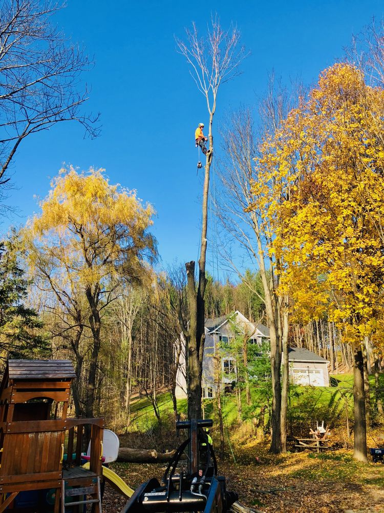 518 Cut Tree