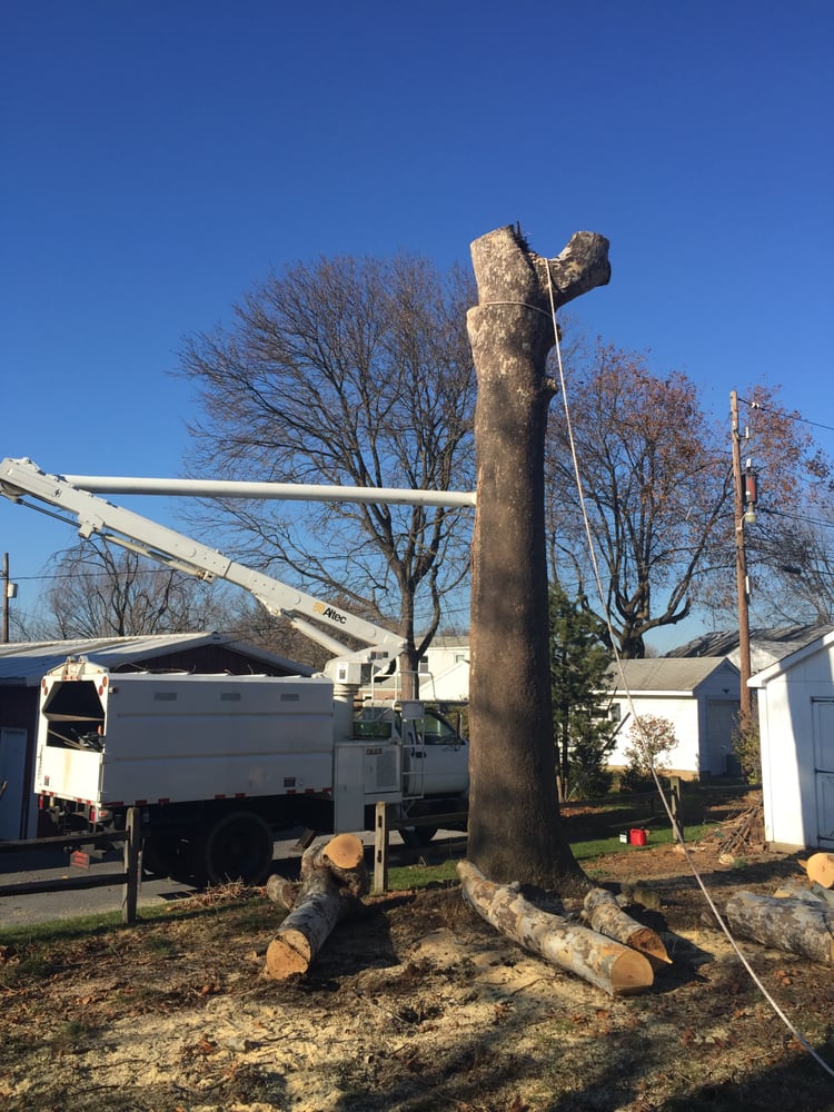 Christmas City Tree & Land Care