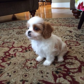 patty s pups 40