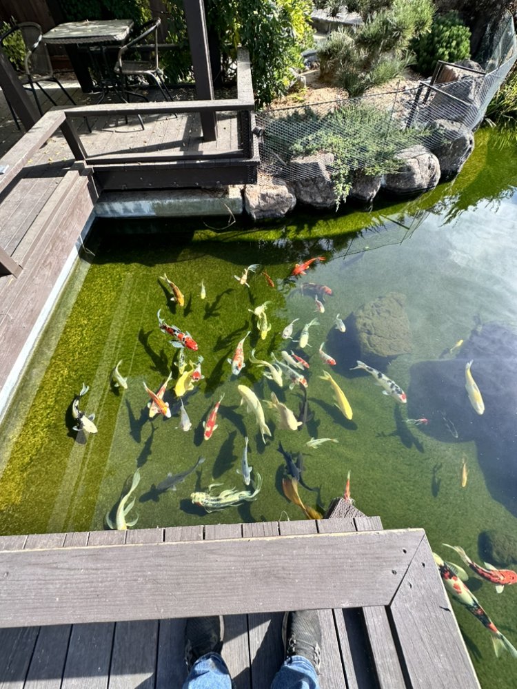 Creative Ponds and Gardens