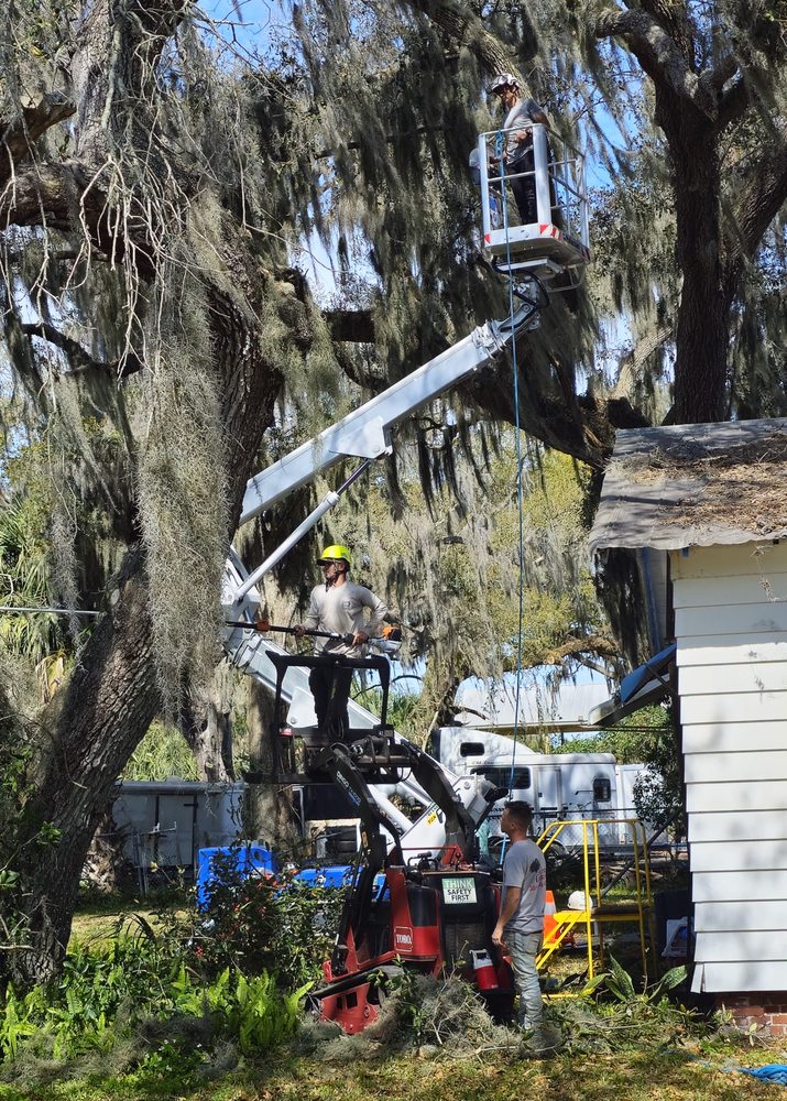 CN Tree Service