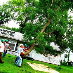 cartwright tree care 19