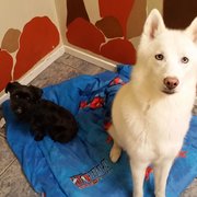 Just Like Home Doggie Hotel And Grooming Las Vegas Nv Just Like Home Doggie Hotel And Grooming Las Vegas Nv