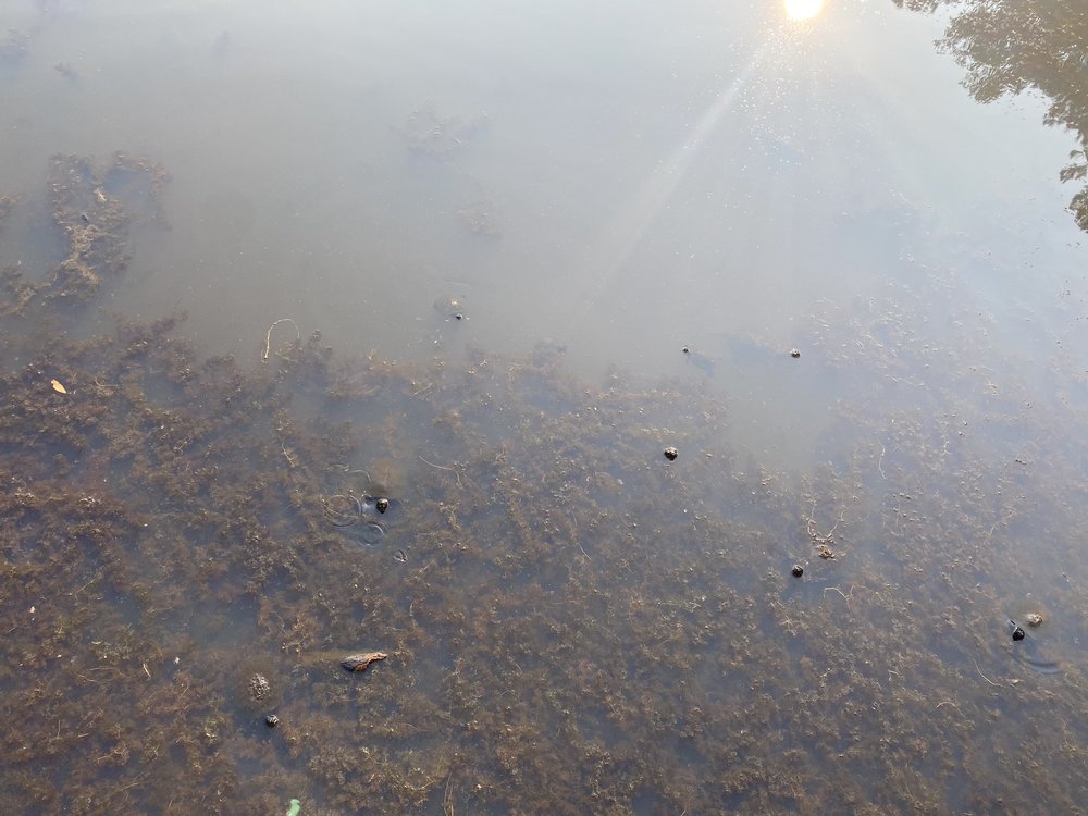 Outer Banks Arboretum & Teaching Garden