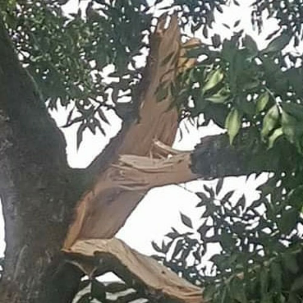 Dynamic Tree Services