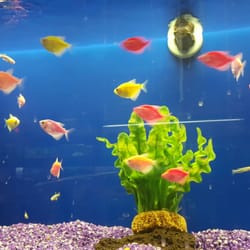 The Ocean Floor 74 Photos 94 Reviews Pet Stores 2347 W