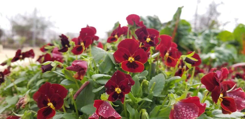 San Antonio Garden Center