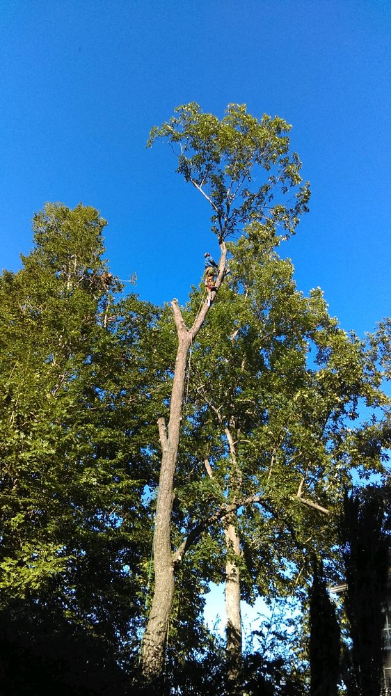 Wiley's Landscaping & Tree Service