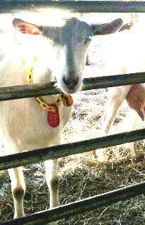 Glades Ridge Goat Dairy
