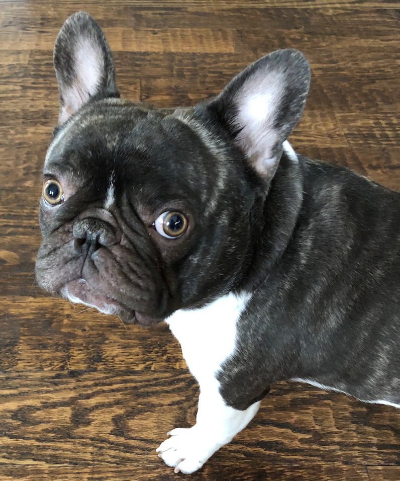 Animal Hospital On Teasley Lane 3517 Teasley Ln Denton Tx 76210