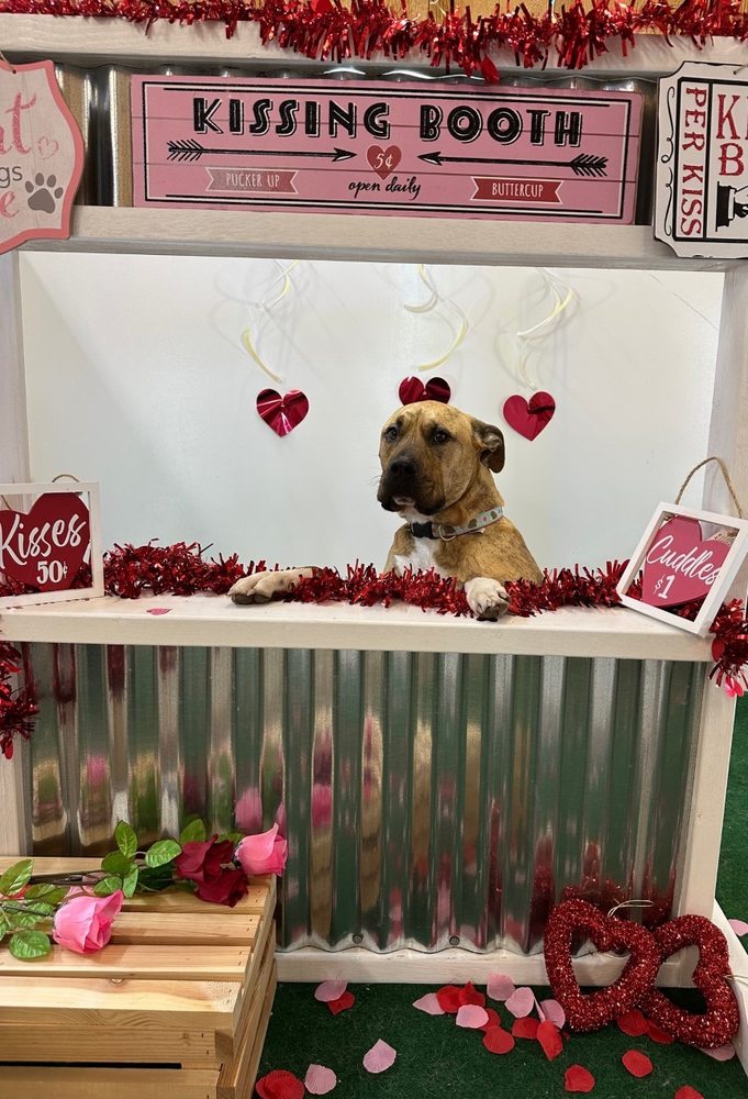 Pawadise - Your Pet's Paradise