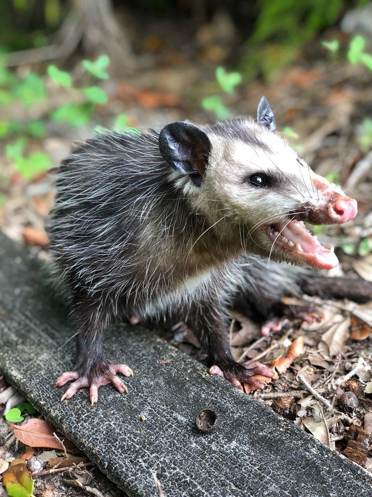 Centurian Wildlife Control - Boca Raton