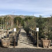 La Verne Nursery Nurseries Gardening 3653 Center St Piru Ca Otto Sons Nursery