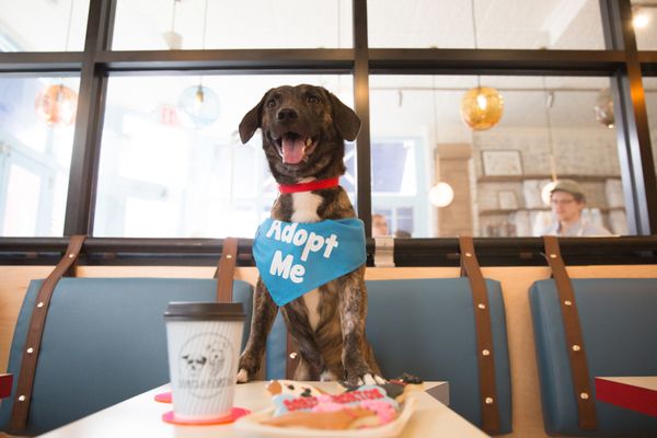 Photo of Boris & Horton - New York, NY, United States. An adoptable pup enjoying the cafe at one of our adoption events.