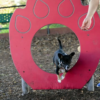 What Does A Dog Yelp Sound Like What Does A Dog Yelp Sound Like