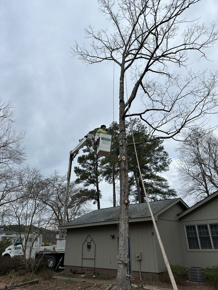 Woodward's Tree Service