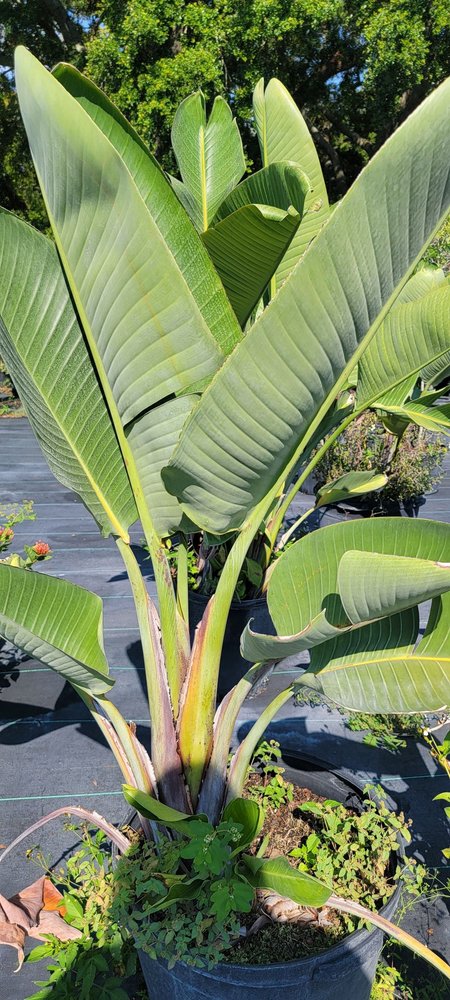 Citrus Park Landscape Nursery
