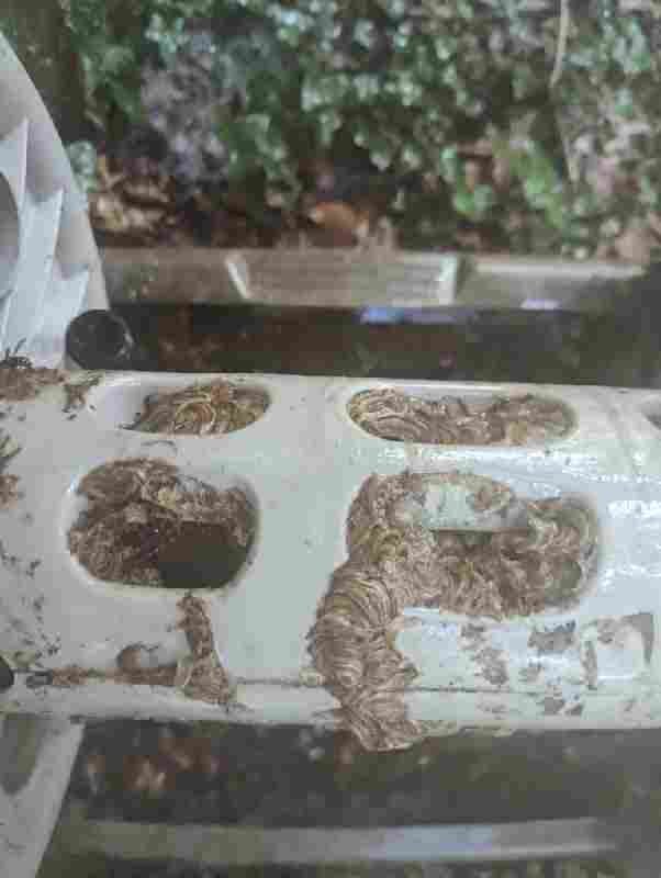 Bulwark Exterminating