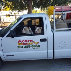 Acorn Pest Control - 2019 All You Need to Know BEFORE You ...