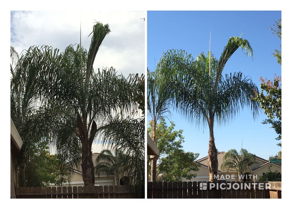 Sequoias Tree Service