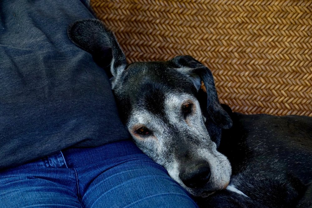 Dr. Fausel's Home Veterinary Care Image