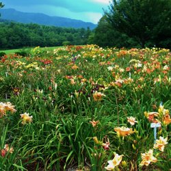 Davis Boxwood Daylily Nursery Nurseries Gardening 136 Sunset Photo Of Davis Boxwood Daylily Nursery Lowgap Nc United States