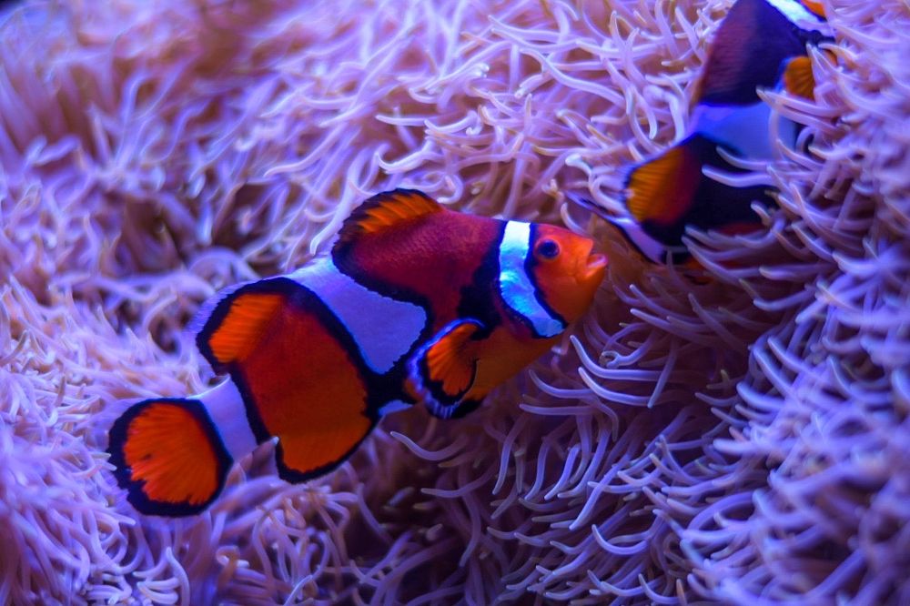 Seattle Aquarium