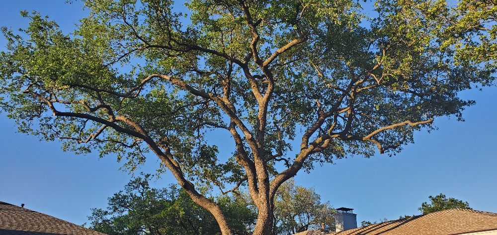 Rudy's Tree Service