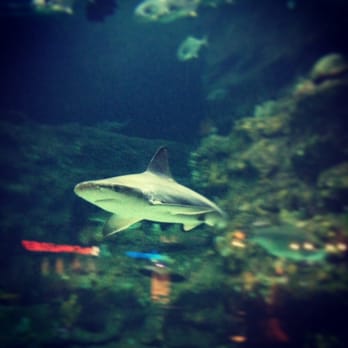 The North Carolina Aquarium At Fort Fisher 254 Photos 127 Photo Of The North Carolina Aquarium At Fort Fisher Kure Beach Nc United
