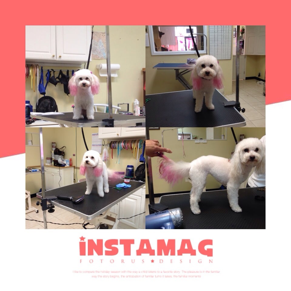 Ju Ju S Pet Grooming Day Spa Ju Ju S Pet Grooming Day Spa