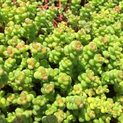 Fourth Corner Nurseries 13 Photos Gardening 5652 Photo Of Fourth Corner Nurseries Bellingham Wa United States Sedum Divergens