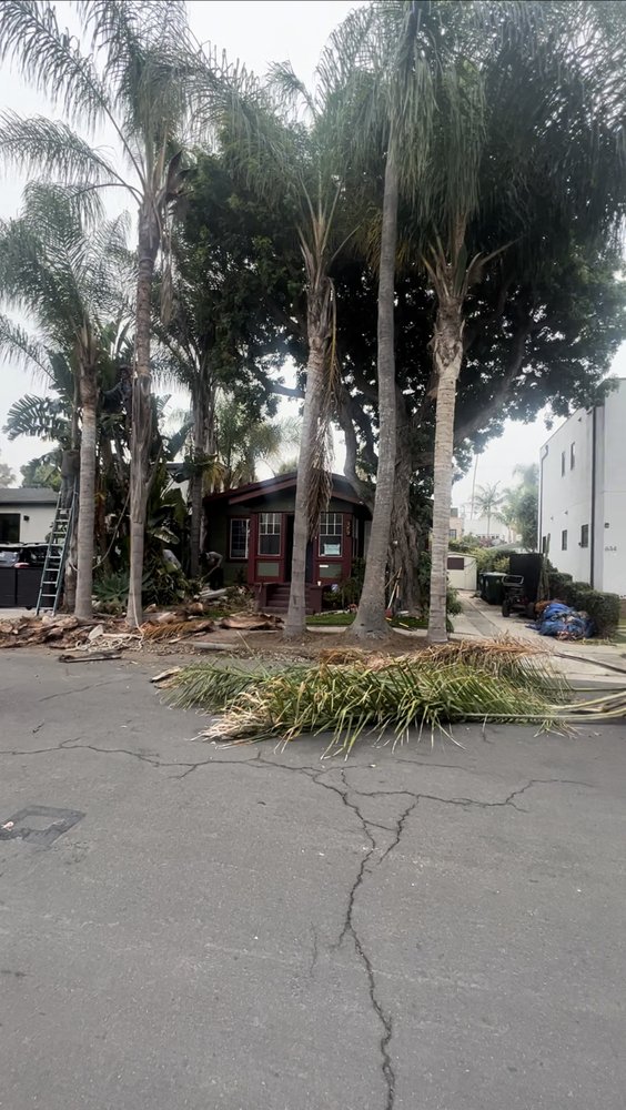 Inexpensive Tree Services