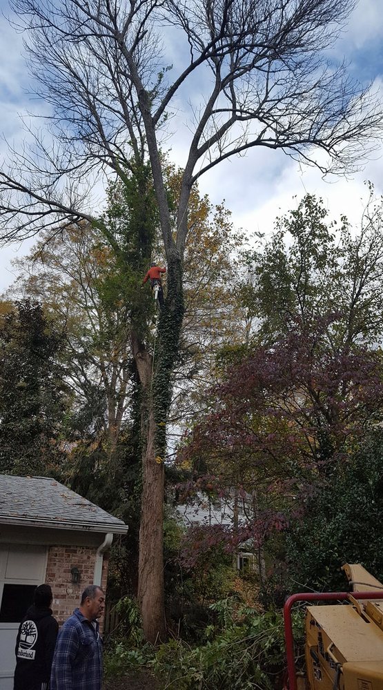 JT Tree Services and Landscaping