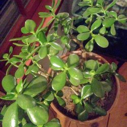 The Best 10 Nurseries Gardening Near Bonsai Outlet In Bellingham Sponsored Results