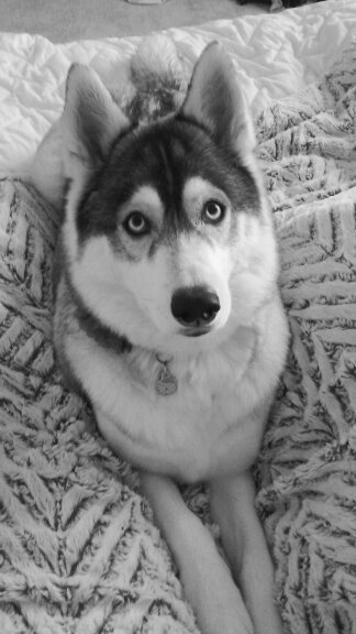Kayla Marie's Pet Sitting