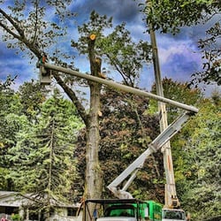 South Valley Tree Experts Services 457 E Serenity Oak Ln Photo Of South Valley Tree Experts Murray Ut United States
