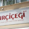 Kırçiçeği
