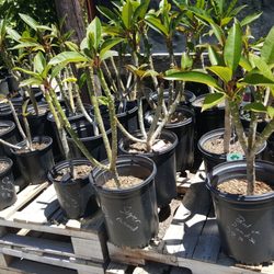 Parkview Nursery 77 Photos 40 Reviews Nurseries Gardening Photo Of Parkview Nursery Riverside Ca United States Plumeria Trees Are 30