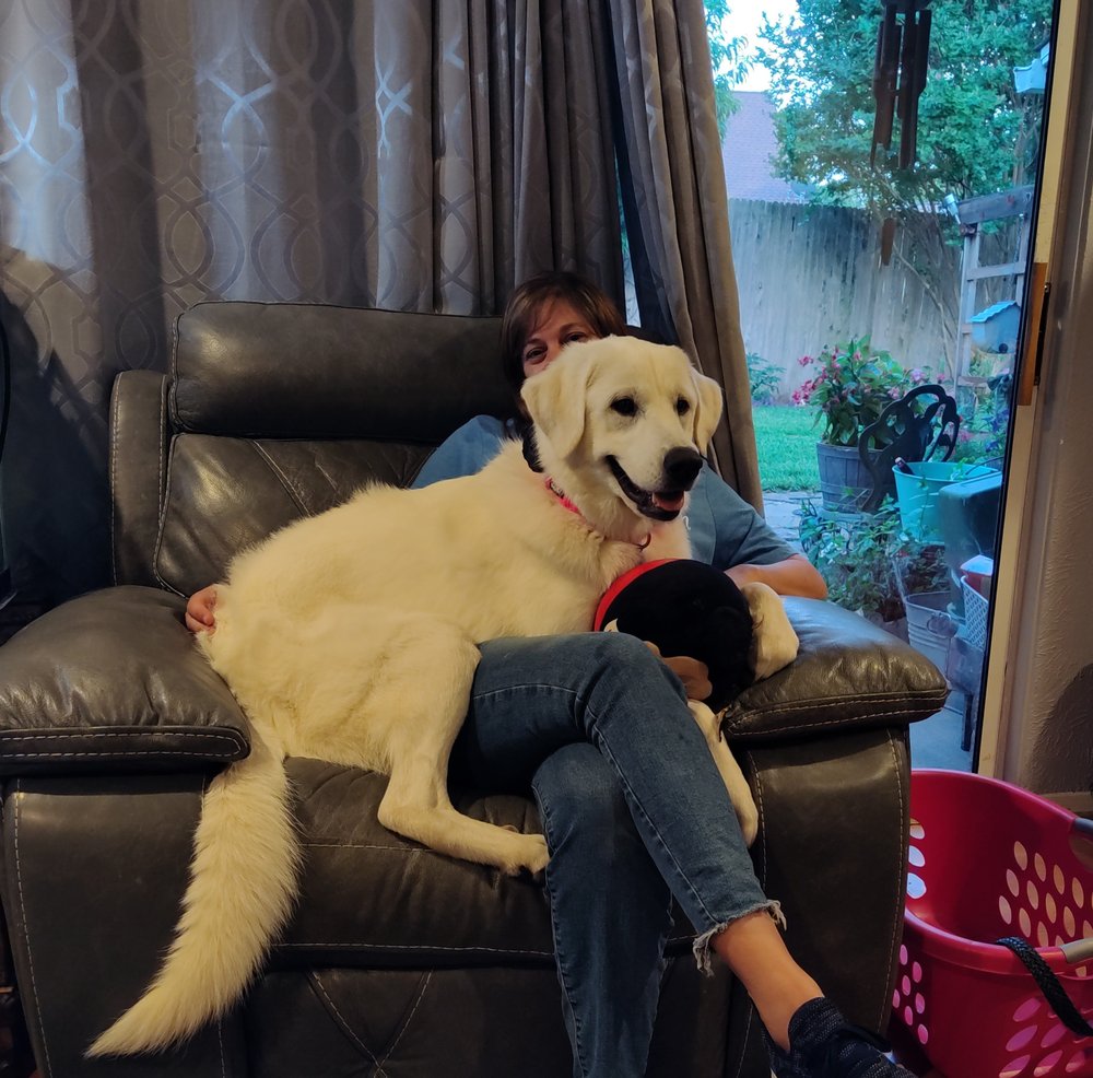 Perfect Pack Dog Training