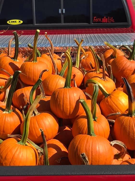 William Lyon's Pumpkin Farm
