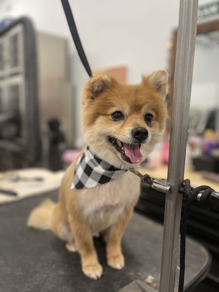 Wet Paws Dog Grooming