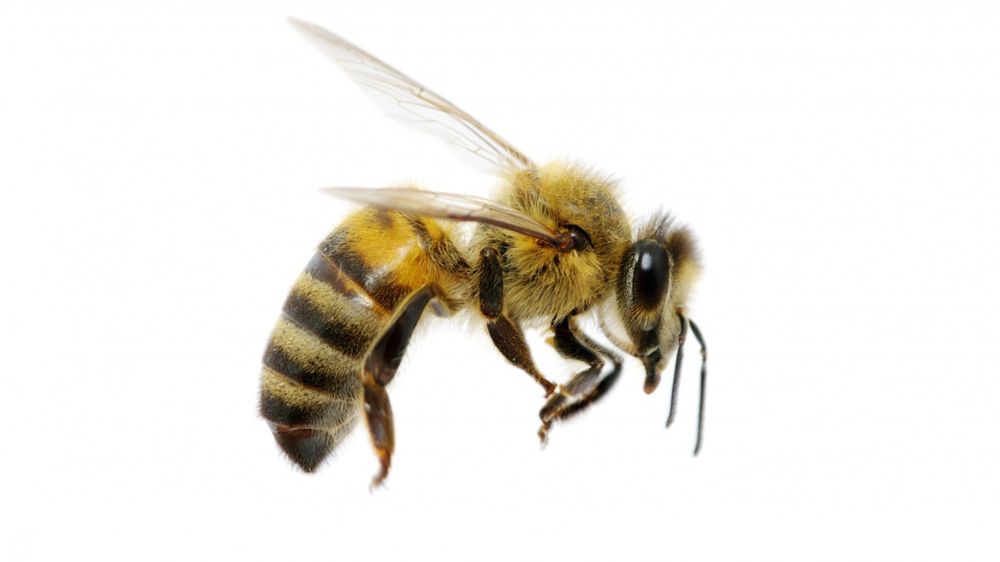 Texas Bee Removal